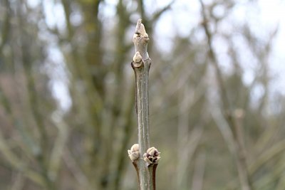 Fraxinus quandrangulata - jasan čtyřhranný - zimní pupeny a větévka (33)
